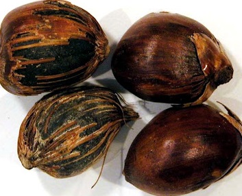 castanhas-de-onde-extrai-o-óleo-de-ojon-