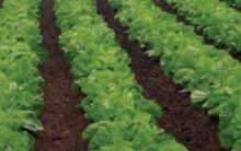 Como Acabar com Agrotóxico dos Alimentos Dica Mais Você 17/05/16