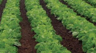 Como Acabar com Agrotóxico dos Alimentos Dica Mais Você 17/05/16