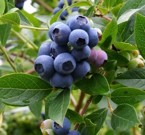 como-cultivar-ou-plantar-mirtilo-em-vasos-1