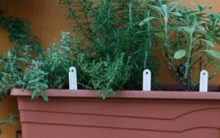 Jardineira com Ervas – Como Plantar e Cultivar Ervas no Vaso