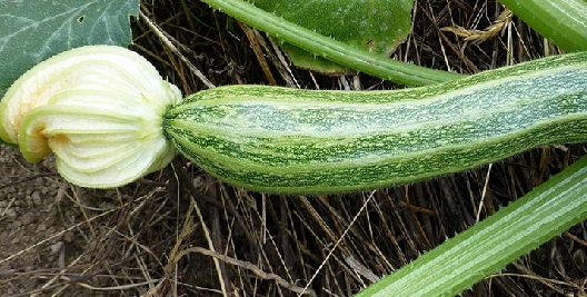 Como Plantar Abobrinha – Dicas de Cultivo em Vasos e Horta