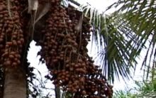 Manteiga de Murumuru para Tratar os Cabelos em Casa