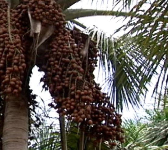 Manteiga de Murumuru para Tratar os Cabelos em Casa