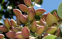 Pistache – Benefícios à Saúde, Nutrientes e Receitas com a Noz