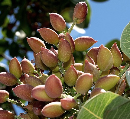 Pistache – Benefícios à Saúde, Nutrientes e Receitas com a Noz