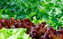 Dicas de Adubo Caseiro para Hortas e Jardins, Como Preparar