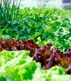 Dicas de Adubo Caseiro para Hortas e Jardins, Como Preparar