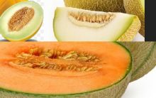 Sementes do Melão contra Celulite Benefícios Nutrientes Bem Estar