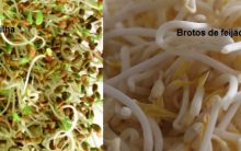 Como Cultivar Brotos em Casa na Água, Terra ou Ar Germinar Grãos