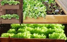 Plantar Alface em Caixa de Madeira – Dicas de Cultivo PAP