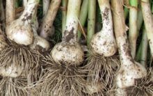 Como Plantar Alho em Vasos – Horta Caseira em Vaso