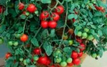 Tomate Cereja Plantado em Vasos – Como Cultivar em Casa