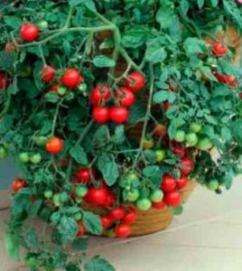 como-plantar-tomate-cereja-em-vasos-reaproveitados-
