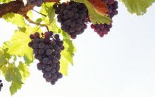 Plantar Uva em Vaso – Dica de Como Cultivar Uvas ou Parreira em Casa