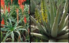 Babosa ou Aloe Vera – Tudo Sobre Nutrientes e Benefícios