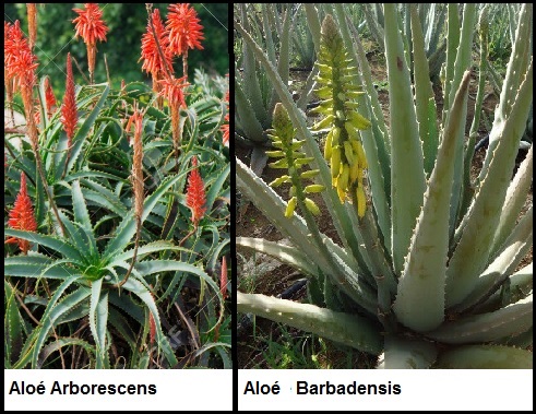 Babosa ou Aloe Vera – Tudo Sobre Nutrientes e Benefícios