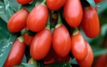 Tudo Sobre Goji Berry – Nutrientes e Benefícios na Dieta