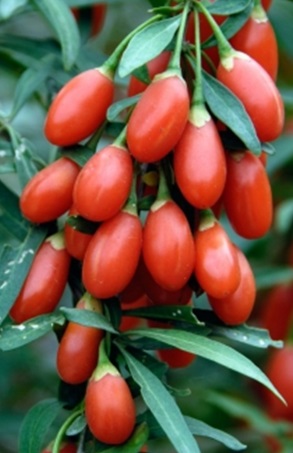 Tudo Sobre Goji Berry – Nutrientes e Benefícios na Dieta