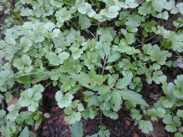 Como Plantar Coentro – Cultivo em Horta Caseira, Rega e Dicas