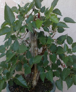 Plantar Amora em Vaso – Como Cultivar a Fruta em Casa