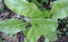 Rabanete – Como Plantar, Dicas de Cultivo e Nutrientes