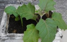 Plantar Berinjela em Vaso – Dicas de Cultivo Caseiro de Hortaliças