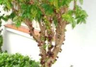 Como Plantar Jabuticaba em Vasos – Dicas de Cultivo e Receitas