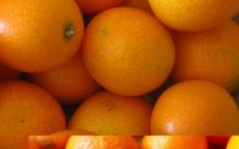 Como Cultivar Laranja Kin Kan em Vasos – Plantar em Casa, Receita