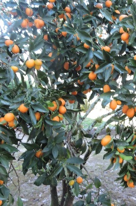 como-plantar-laranja-kin-kan-em-vaso