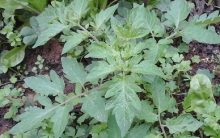 Nutrientes para Horta Orgânica – Função e Onde Encontrar – Dicas de Fertilizante Orgânico