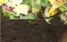Como Fazer Substrato Orgânico Caseiro de Folhas Secas e Cascas de Vegetais