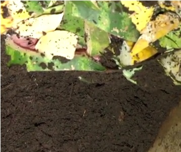 Como Fazer Substrato Orgânico Caseiro de Folhas Secas e Cascas de Vegetais