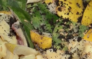 compostagem-substrato-orgânico-caseiro-com-cascas-de-frutas-