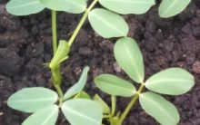 Como Plantar Amendoim em Vaso e Horta – Dicas de Cultivo