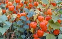 Como Plantar Physalis no Vaso- Dicas de Cultivo da Fruta Exótica