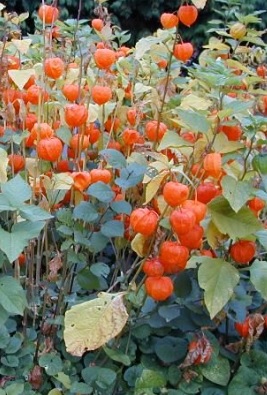 Como Plantar Physalis no Vaso- Dicas de Cultivo da Fruta Exótica