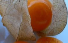 Physalis – Fruta Exótica, Fotos, Nutrientes e Benefícios à Saúde