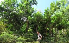 Sintropia – Agricultura Sintrópica, Como é Feita em Terras Cansadas a Agrofloresta