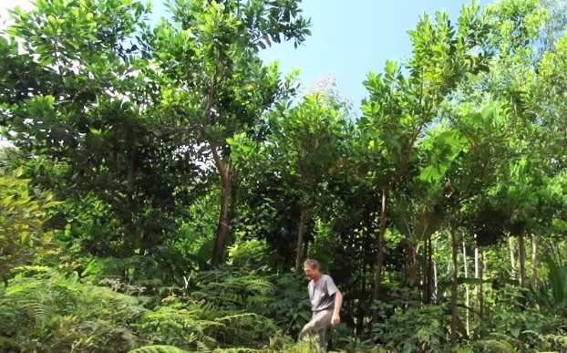 Sintropia – Agricultura Sintrópica, Como é Feita em Terras Cansadas a Agrofloresta