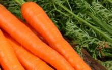 Vitaminas da Cenoura – Nutrientes e Benefícios à saúde, Tudo Sobre