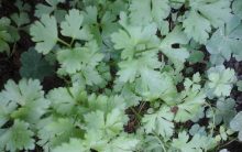 Maionese Caseira Verde – Como Fazer PAP e Ingredientes, Receita Fácil