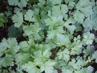 Maionese Caseira Verde – Como Fazer PAP e Ingredientes, Receita Fácil