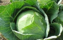 Valor Nutricional do Repolho – Benefícios e Nutrientes, Como Usar na Dieta
