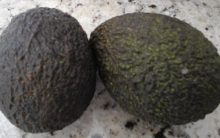 Benefícios e Nutrientes do Avocado – Tudo Sobre as Vitaminas do “Mini Abacate”