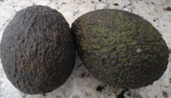 Benefícios e Nutrientes do Avocado – Tudo Sobre as Vitaminas do “Mini Abacate”