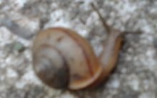 Como Acabar com Caracóis da Horta – Dicas e Cuidados contra a Praga