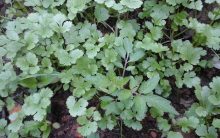 Horta Orgânica – Como Matar Pulgões, Cochonilhas, Caracol e Outras Pragas