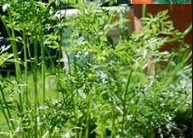 Como Plantar Cenoura – Dicas de Cultivo Caseiro, Rega, Adubo, Quando Colher