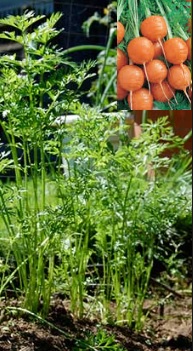 Como Plantar Cenoura – Dicas de Cultivo Caseiro, Rega, Adubo, Quando Colher